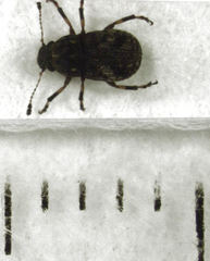 Eugonissus conulus