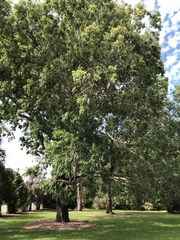 Eucalyptus raveretiana