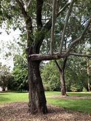 Eucalyptus raveretiana