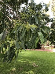 Eucalyptus raveretiana