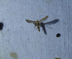 Nippoptilia cinctipedalis