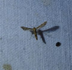 Nippoptilia cinctipedalis