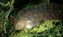 Cristiceps aurantiacus