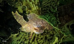 Cristiceps aurantiacus