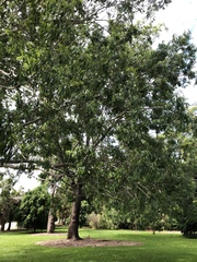 Eucalyptus raveretiana