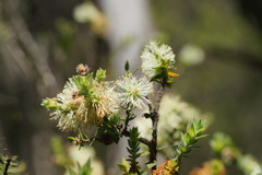 Melaleuca squarrosa