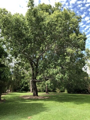 Eucalyptus raveretiana