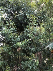 Buckinghamia celsissima