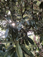 Buckinghamia celsissima