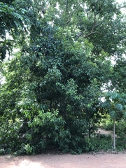 Buckinghamia celsissima