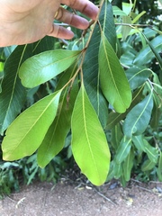 Buckinghamia celsissima