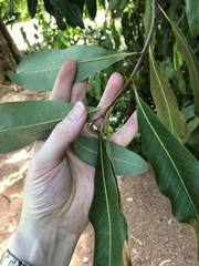 Buckinghamia celsissima