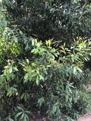 Buckinghamia celsissima