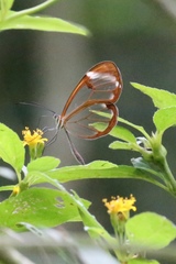 Greta morgane morgane