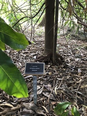 Buckinghamia celsissima