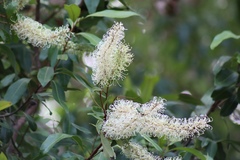 Buckinghamia celsissima