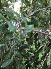 Buckinghamia celsissima