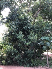 Buckinghamia celsissima