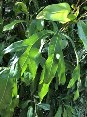 Buckinghamia celsissima