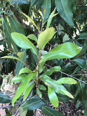 Buckinghamia celsissima