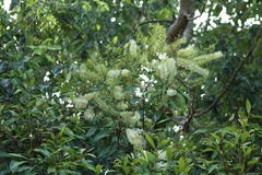 Buckinghamia celsissima