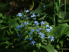 Brunnera sibirica
