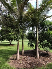 Archontophoenix maxima