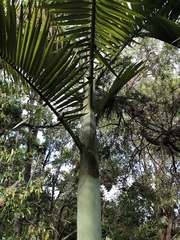 Archontophoenix maxima