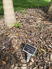 Archontophoenix maxima