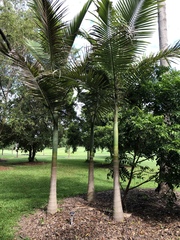 Archontophoenix maxima