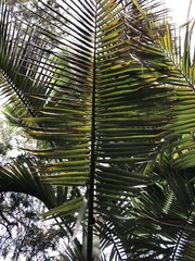 Archontophoenix maxima