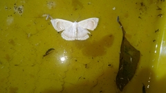 Somatina rosacea