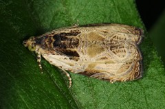 Olethreutes griseoalbana