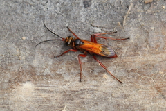 Sphictostethus fugax