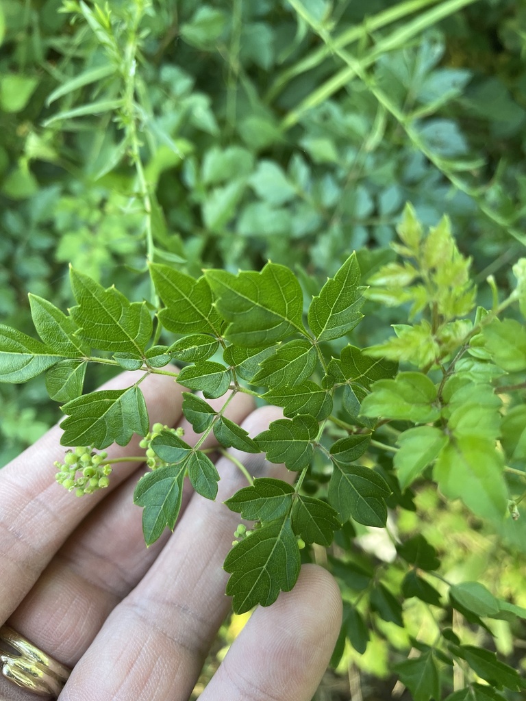 peppervine from Harry Hines Blvd, Dallas, TX, US on June 30, 2023 at 08