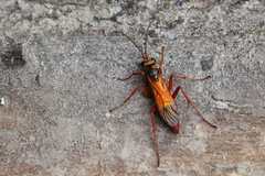 Sphictostethus fugax