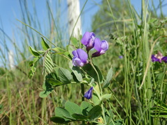 Lathyrus humilis