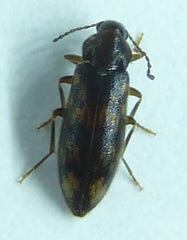 Prothalpia holmbergi