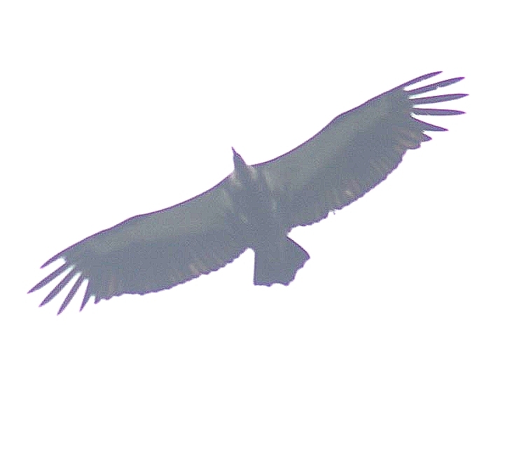 White-rumped Vulture