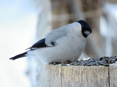 Pyrrhula pyrrhula cineracea