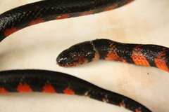 Swamp Liophis photo 2
