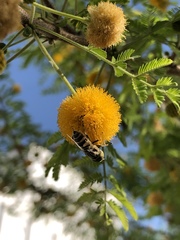 Eristalinus tabanoides