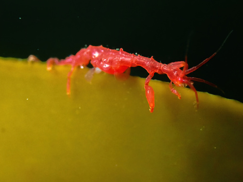 Caprella septentrionalis