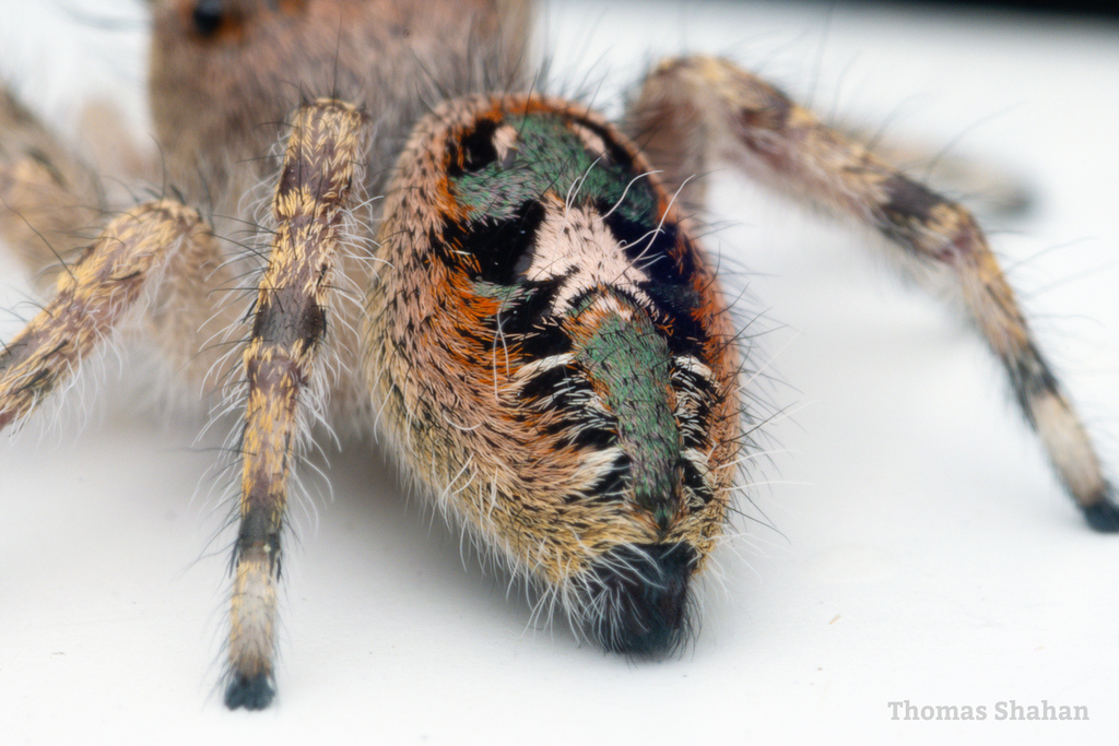 Putnam S Jumping Spider In June 2023 By Thomas Shahan · Inaturalist