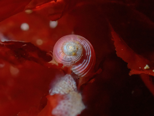 Greenland margarite