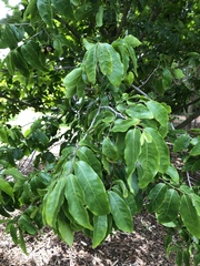 Miliusa