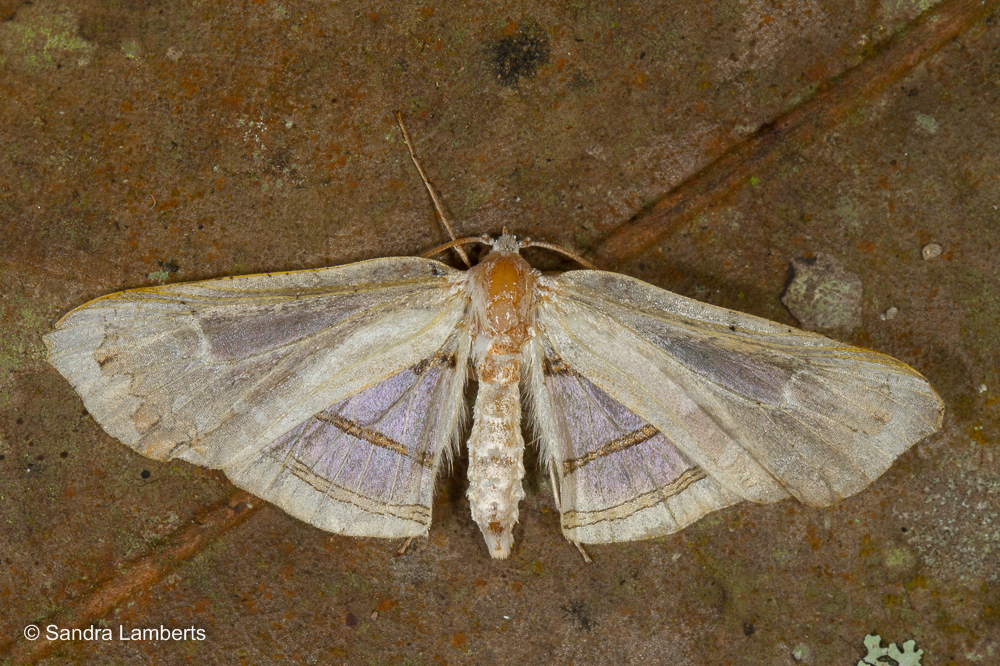 Herdonia thielei