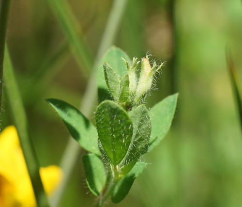 Lotus subbiflorus