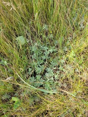 (c) Dmitriy Bochkov, some rights reserved (CC BY) Potentilla × collina, photograph (c) Dmitriy Bochkov, some rights reserved (CC BY)