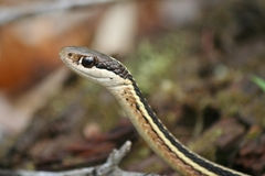 Eastern Ribbonsnake photo 5